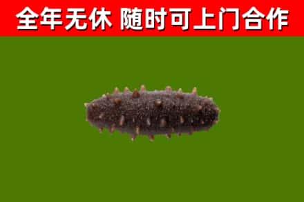 沙河口区回收海参干